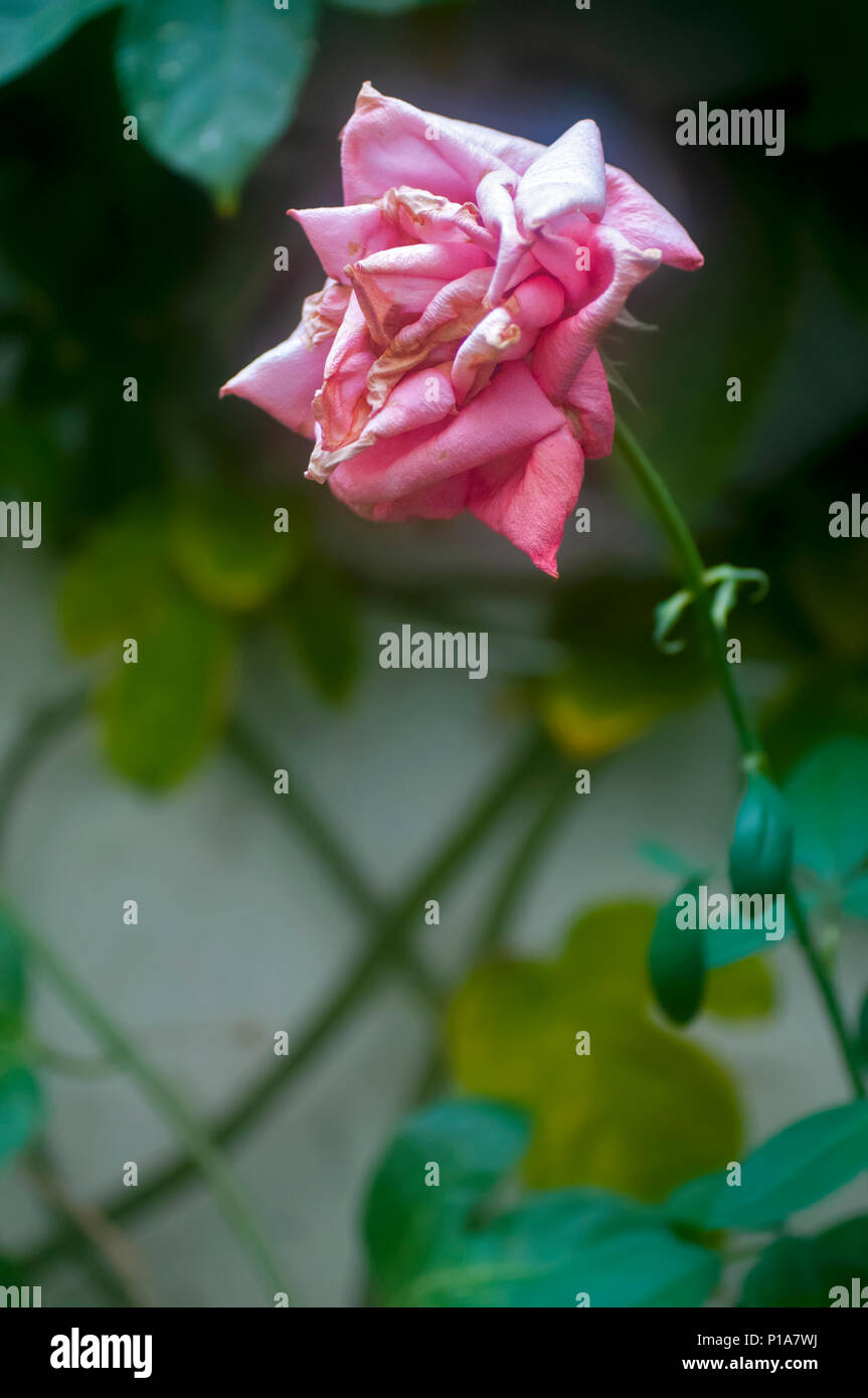 Dying Of Thirst High Resolution Stock Photography and Images Alamy