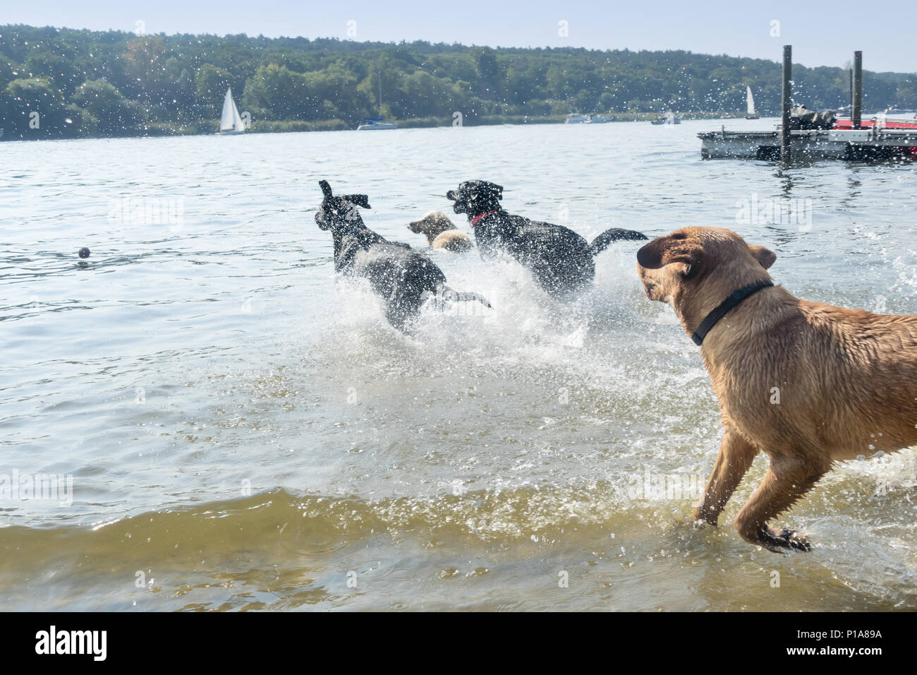 Berlin, Germany, Dogs playing on a dog bathing beach Stock Photo Alamy