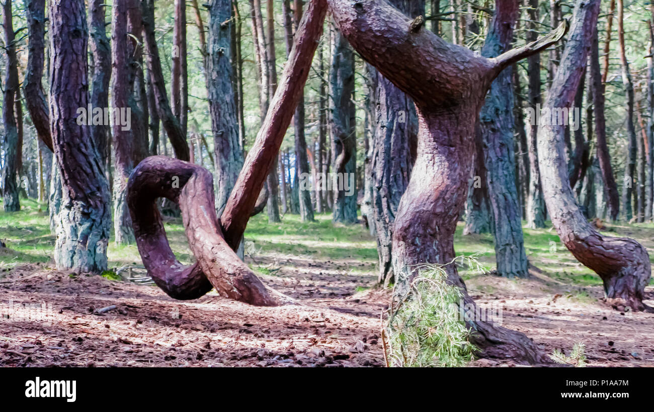 Dancing forest Dancing forest