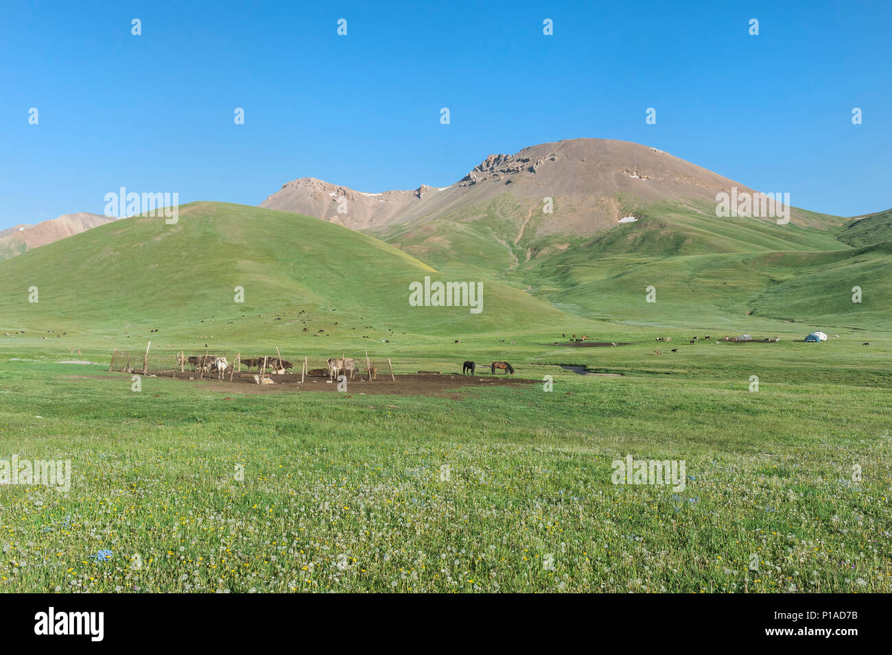 Nomad yurt camp, Group of cows and horses, Song Kol Lake, Naryn province, Kyrgyzstan, Central Asia Stock Photo