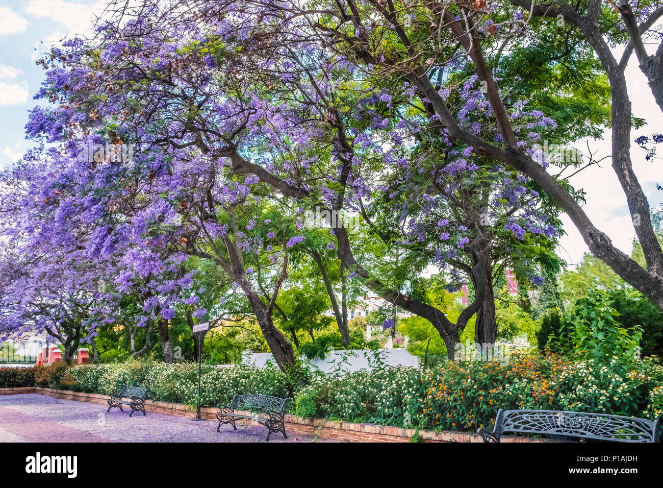 Jacaranda trees spain hi-res stock photography and images - Alamy