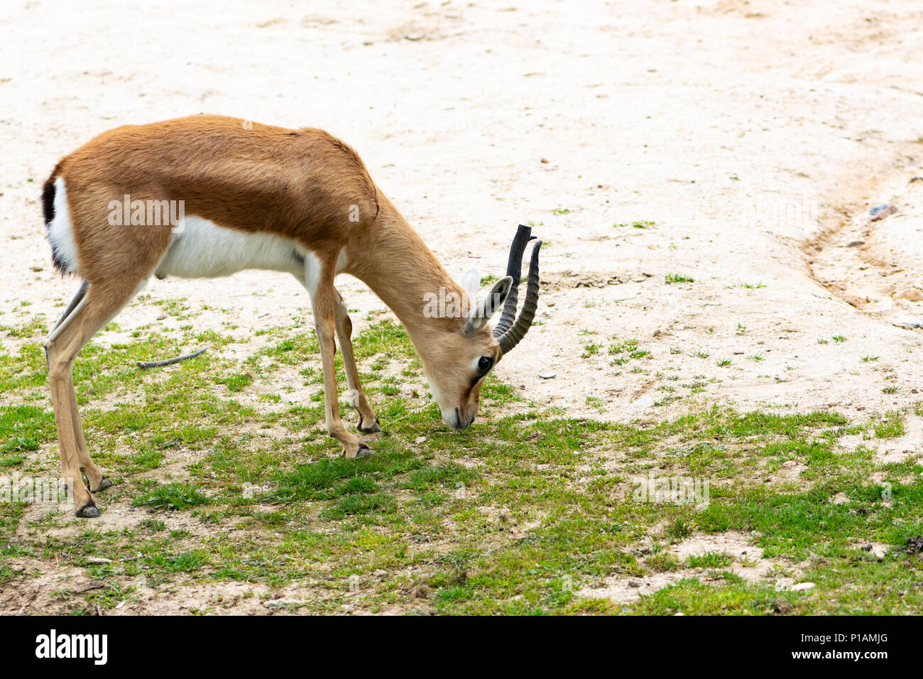 Dorcas gazelle grazing on sparse grass in Madrid Zoo, Spain Stock Photo
