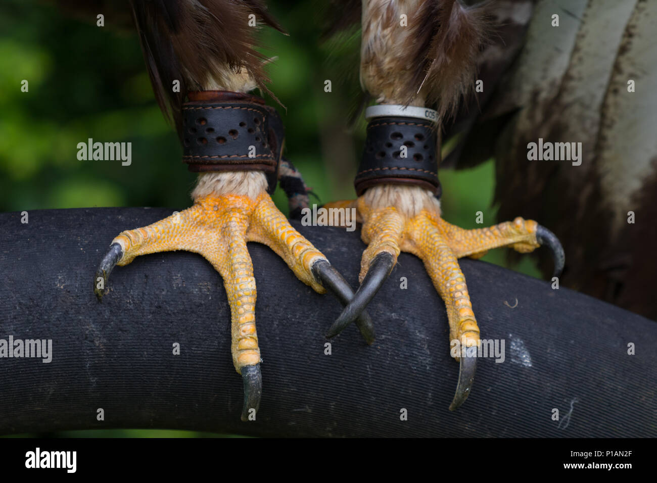 Claws Bird Close Up Stock Photos & Claws Bird Close Up Stock Images Alamy