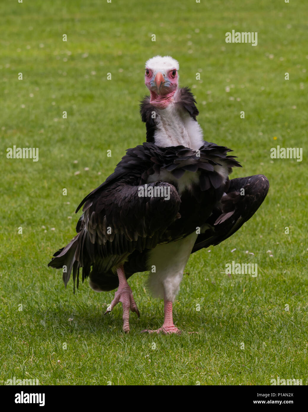 Pink vulture hi-res stock photography and images - Alamy