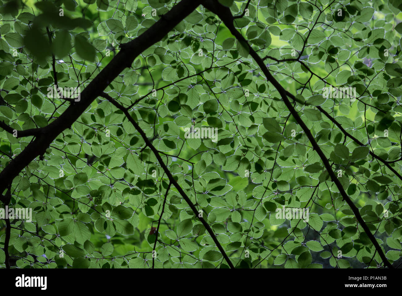 Branches and flat green leaves create a dense translucent tree top canopy. Seen from below at the New Forest, Dorset, UK. Stock Photo