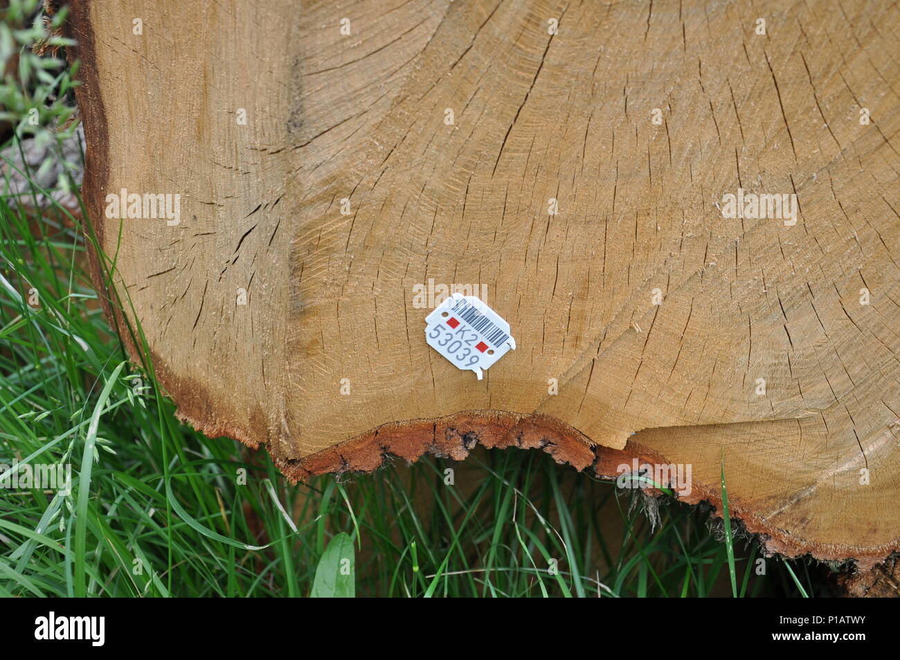 Marked tree hi-res stock photography and images - Alamy