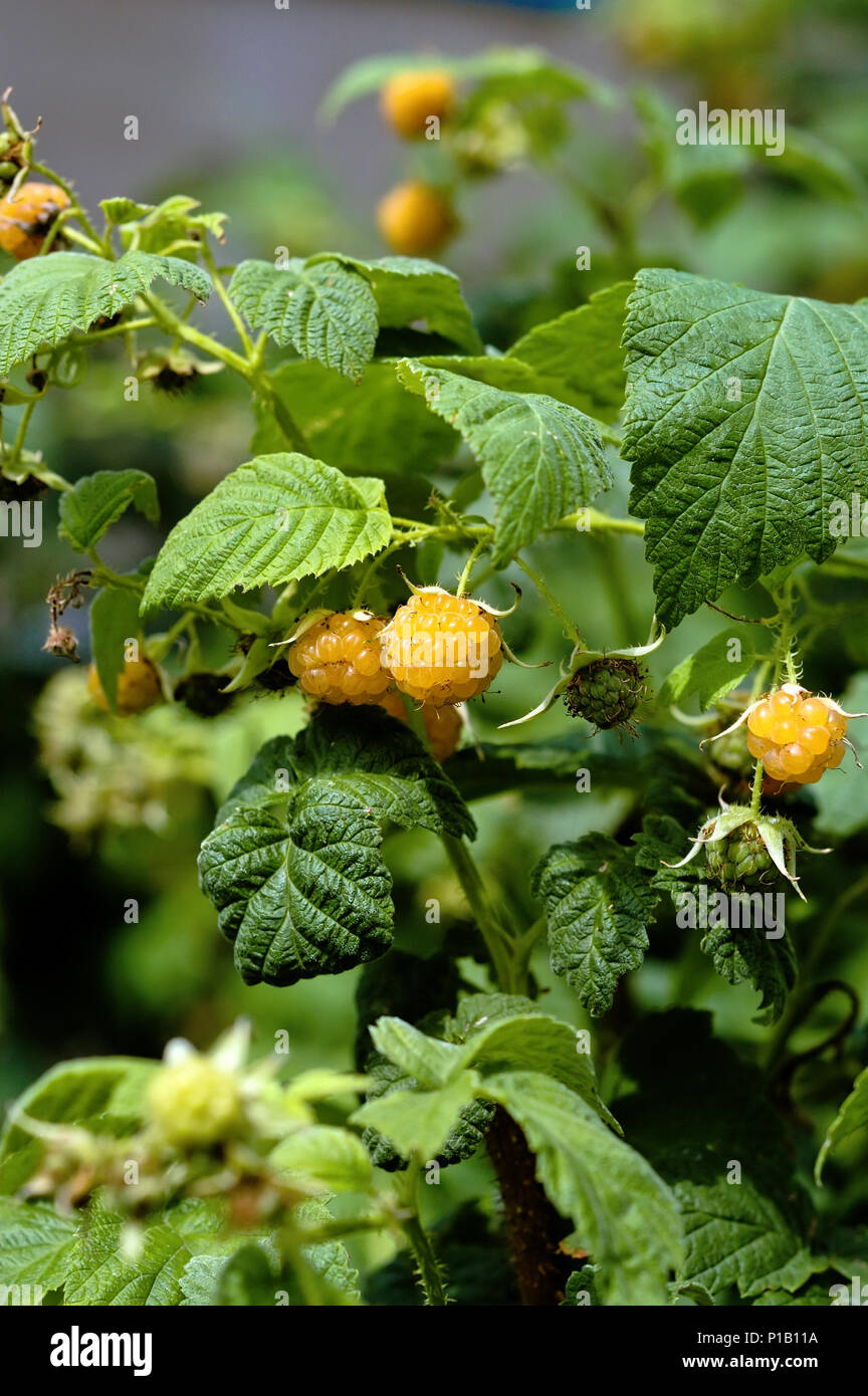 Raspberry bush in the village area Stock Photo - Alamy