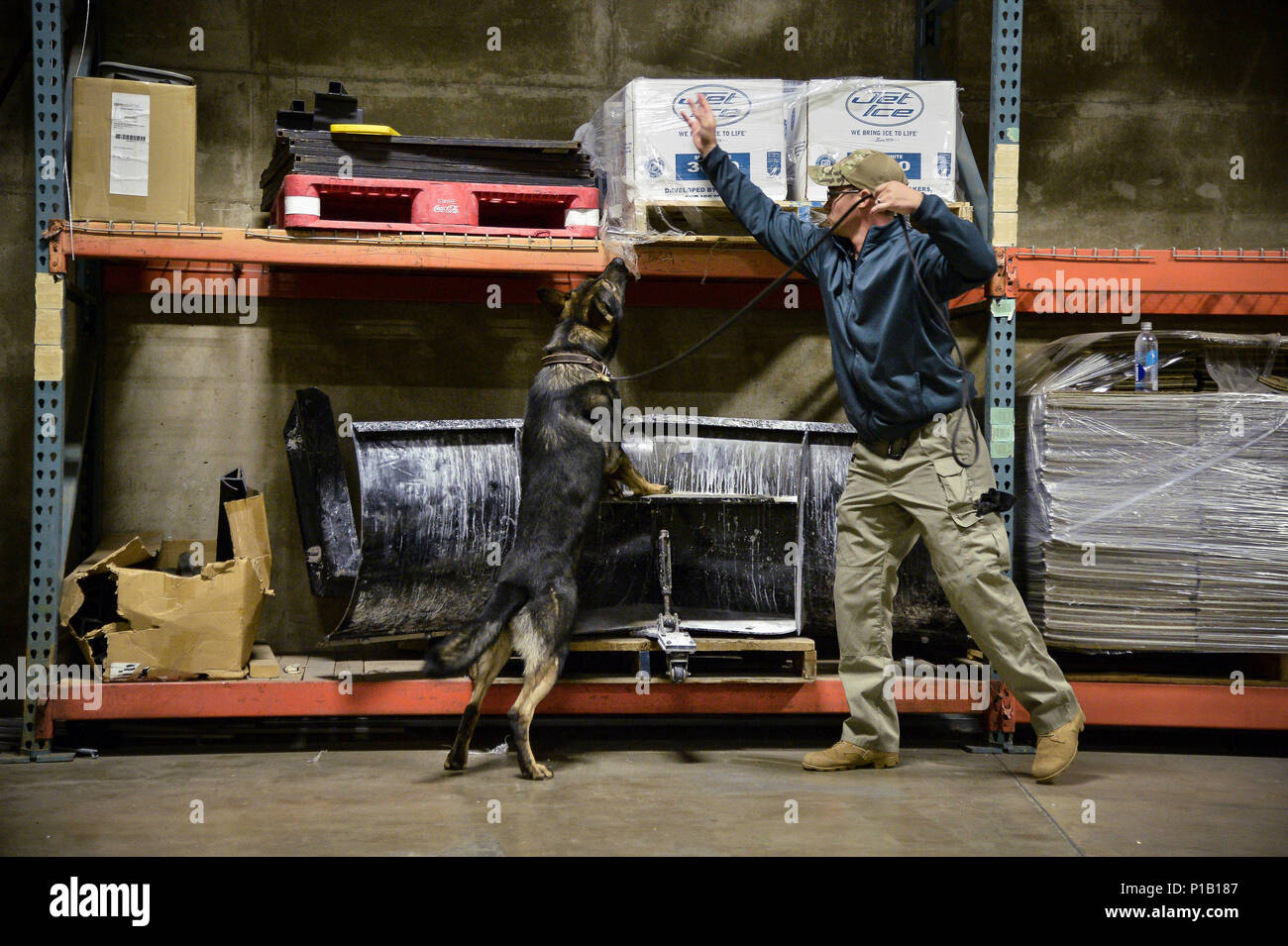 Staff Sgt. Dustin Braddy, 75th Security Forces Squadron, and his military working dog, Jimo, search for homemade explosives Oct. 6 at Vivint Smart Home Arena, Salt Lake City. Bureau of Alcohol, Tobacco, Firearms and Explosives National Canine Division has successfully imprinted over 3,000 Defense Department military working dogs on HME. (U.S. Air Force photo by R. Nial Bradshaw) Stock Photo