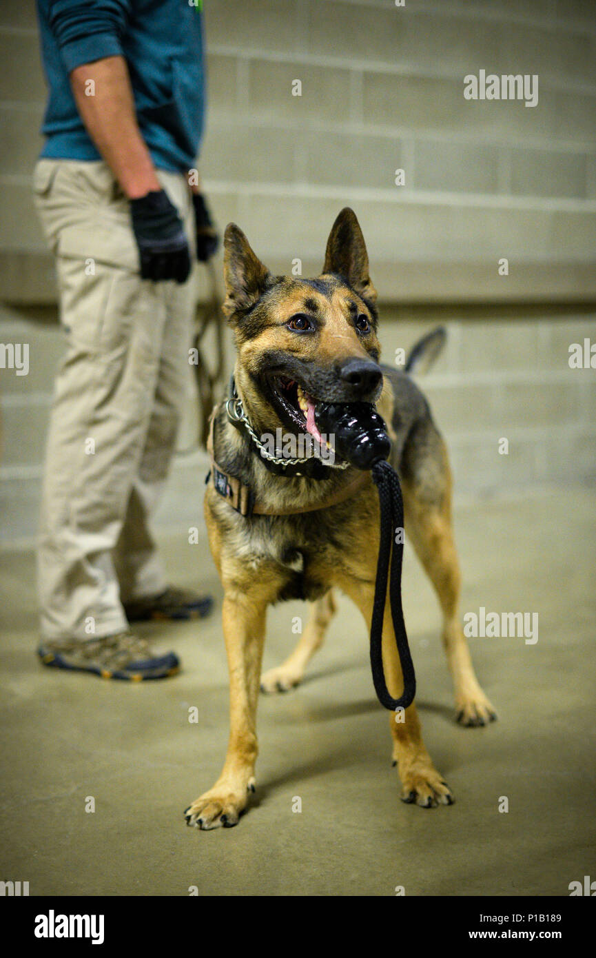 Onur, a 366th Security Forces Squadron military working dog, holds a toy after successfully detecting a homemade explosive Oct. 6 at Vivint Smart Home Arena, Salt Lake City. The training consisted of explosive compound awareness for handlers and trainers, imprint training for dogs, and detection testing for teams. (U.S. Air Force photo by R. Nial Bradshaw) Stock Photo