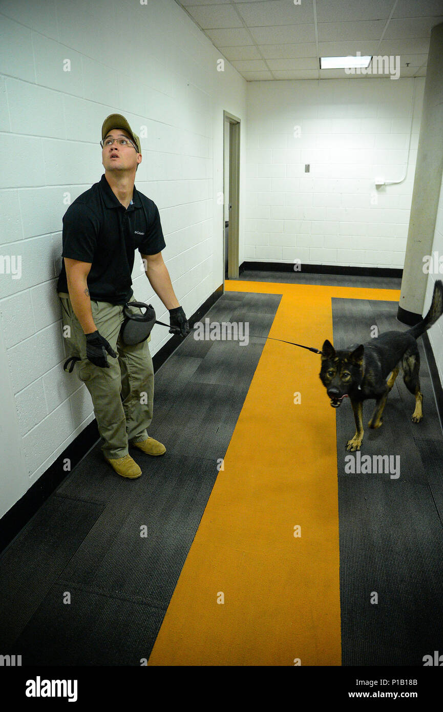 Staff Sgt. Dustin Braddy, 75th Security Forces Squadron, and his military working dog, Jimo, search for homemade explosives Oct. 6 at Vivint Smart Home Arena, Salt Lake City. Bureau of Alcohol, Tobacco, Firearms and Explosives National Canine Division has successfully imprinted over 3,000 Defense Department military working dogs on HME. (U.S. Air Force photo by R. Nial Bradshaw) Stock Photo