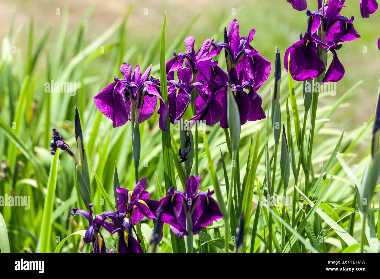 Japanese Iris ensata ' Spontanea ', purple irises in flower bed Stock Photo
