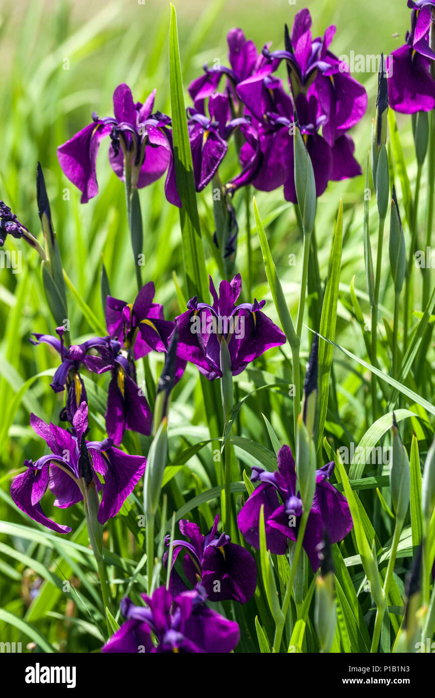 Purple Iris ensata ' Spontanea ' Stock Photo