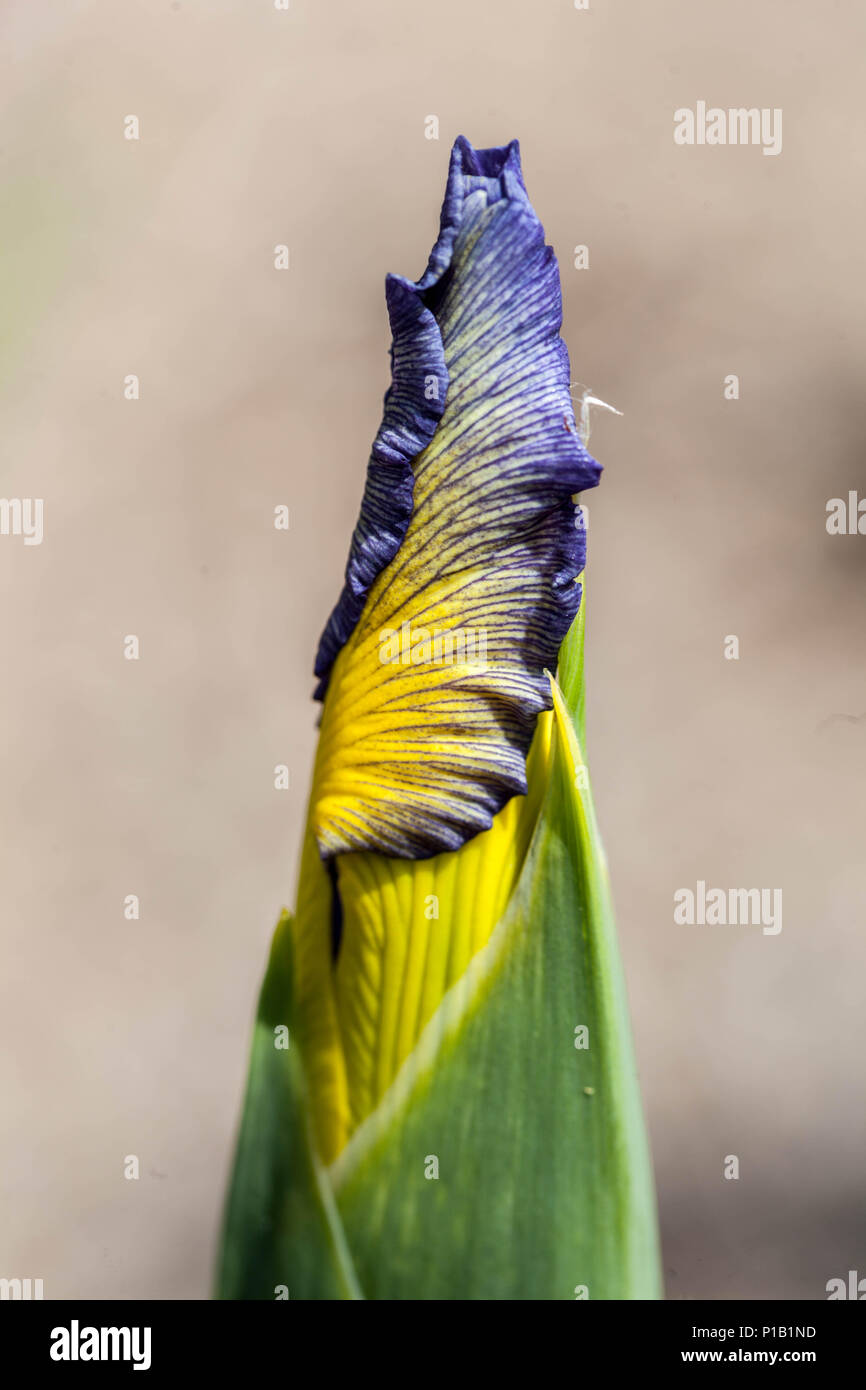 Blue yellow Iris spuria ' Temperament ', iris flower bud close up Stock Photo