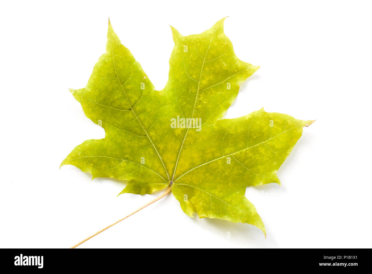 Close-up green maple leaf on white background. Stock Photo