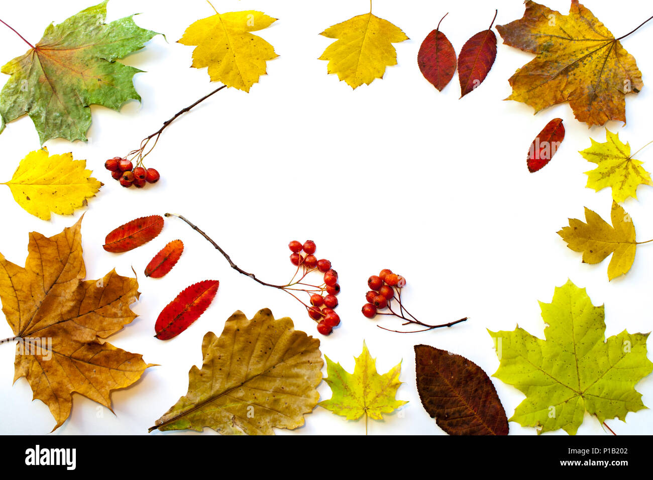 Set of autumn leaves and red berries with copy space on white ...