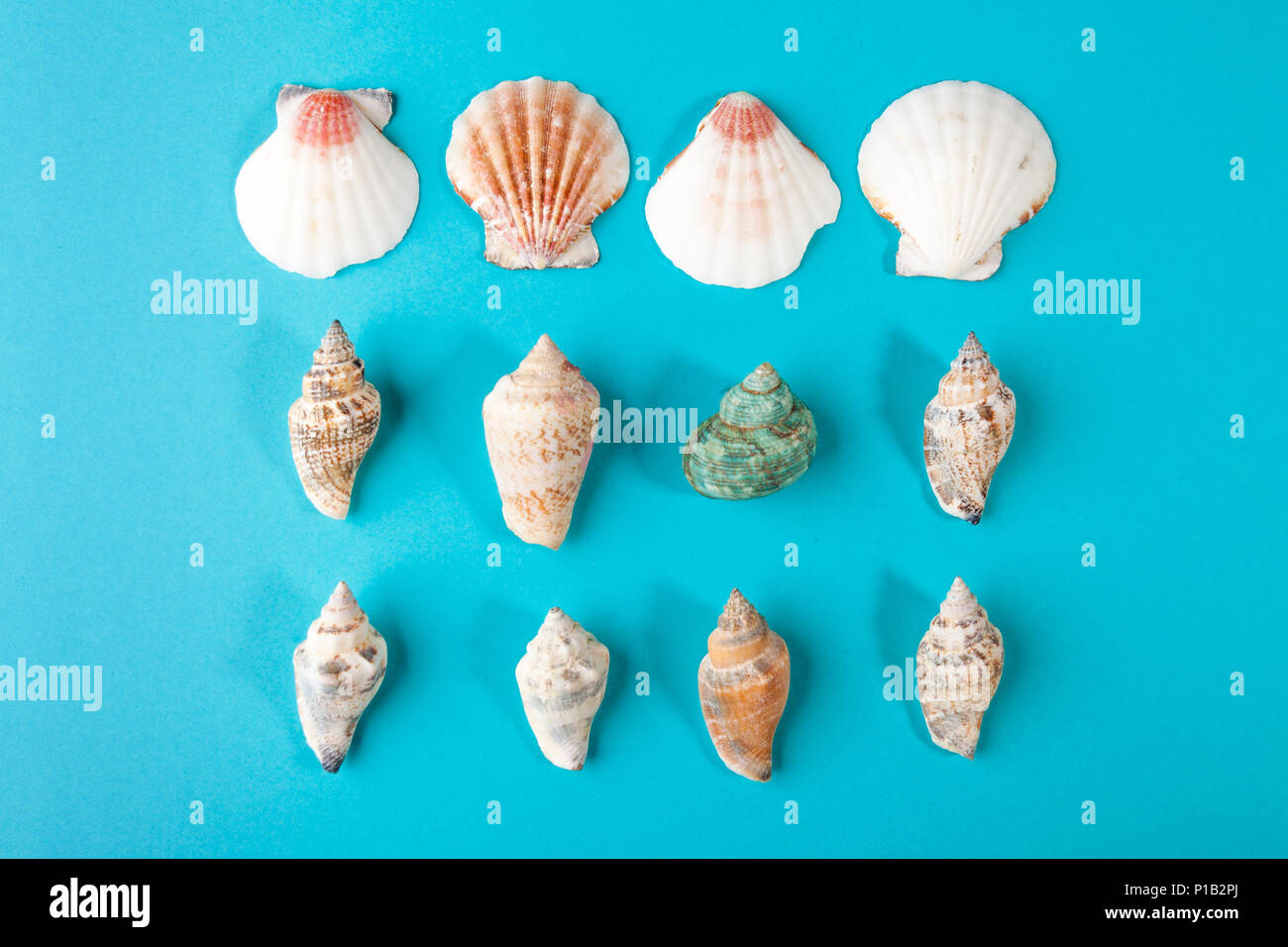 Set of seashells on pastel aqua background Stock Photo - Alamy