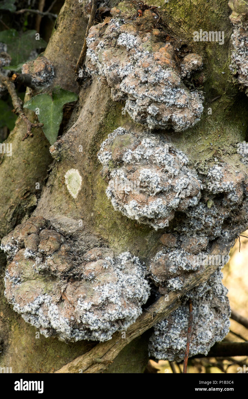 Quite a scarce fungus that attacks prunus (plum family) tree species causing severe rot damage. Stock Photo