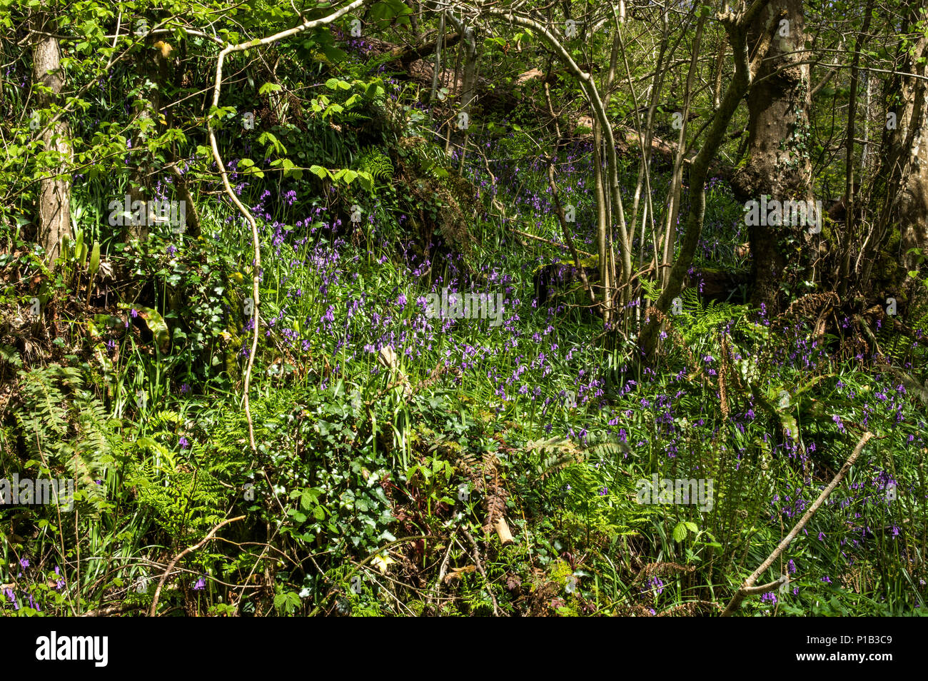 A clearing in an ancient woodland Stock Photo