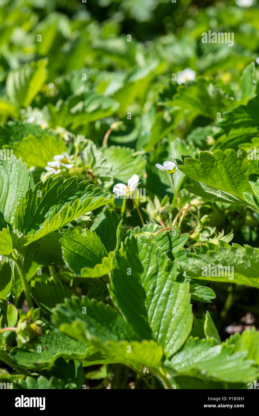 Strawberry plants and flowers in full sun Stock Photo Alamy