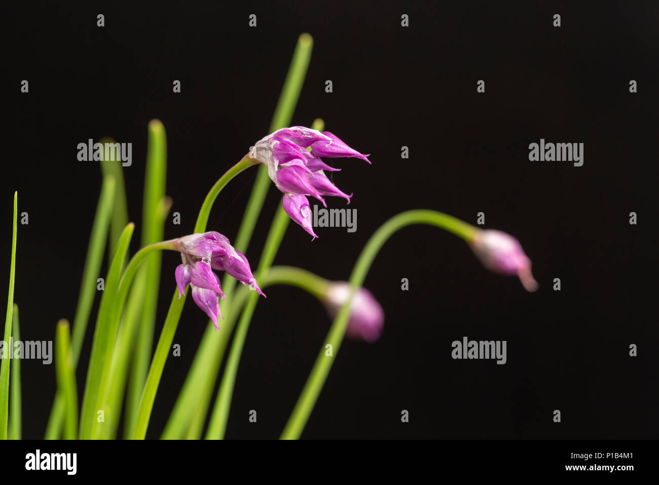Allium cyathophorum var. farreri, flowering June 3, 2018 Stock Photo