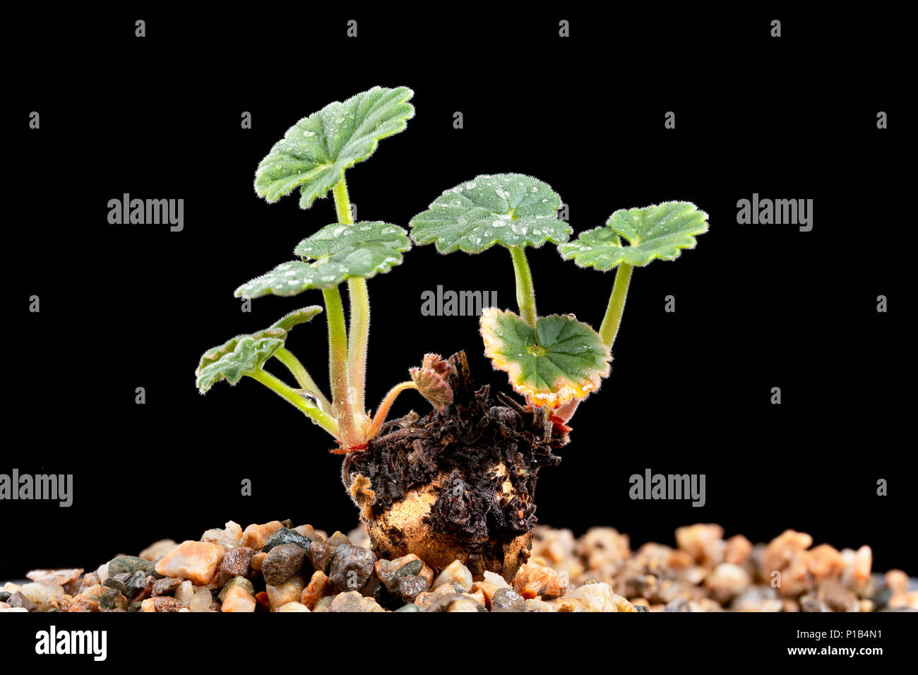 Turkish Pelargonium, Pelargonium endlicherianum, in cultivation. Stock Photo