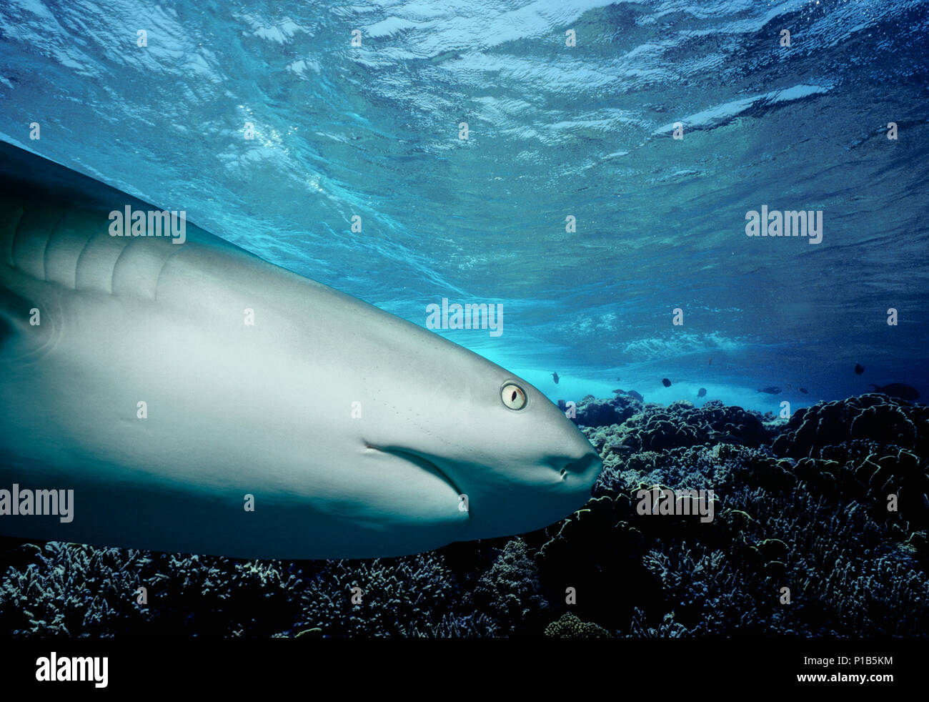 Caribbean Reef Shark (Carcharhinus perezi) hunting Yellowtail Snappers (Ocyurus chrysurus), Bahamas - Caribbean Sea. Image digitally altered to remove Stock Photo