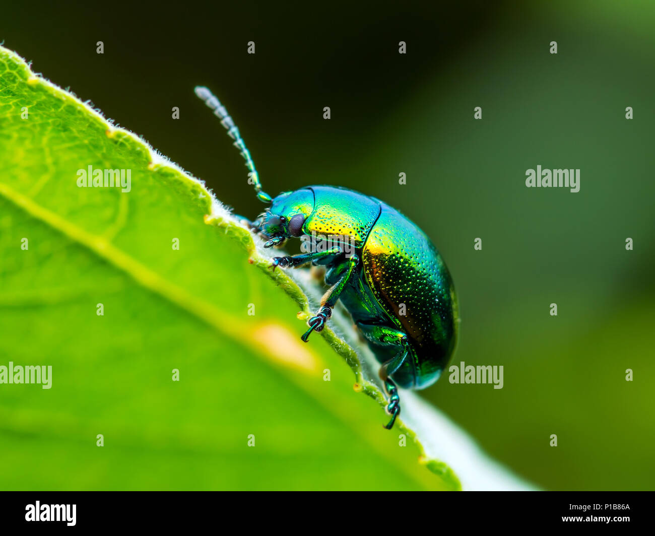 Chrysolina Coerulans Blue Mint Leaf Beetle Insect Crawling on Green Leaf Macro Stock Photo
