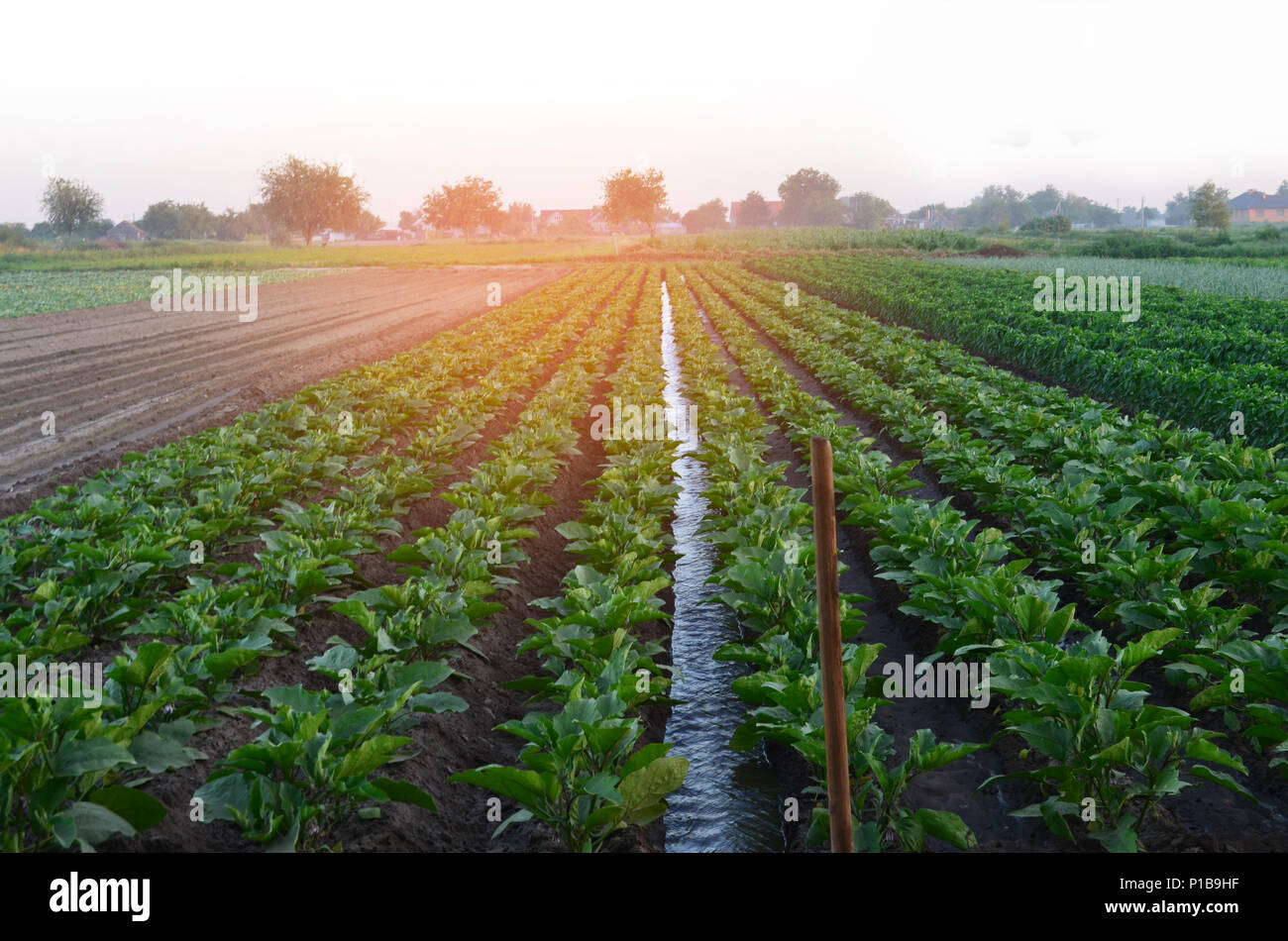 Canal irrigation india rural hi-res stock photography and images - Alamy
