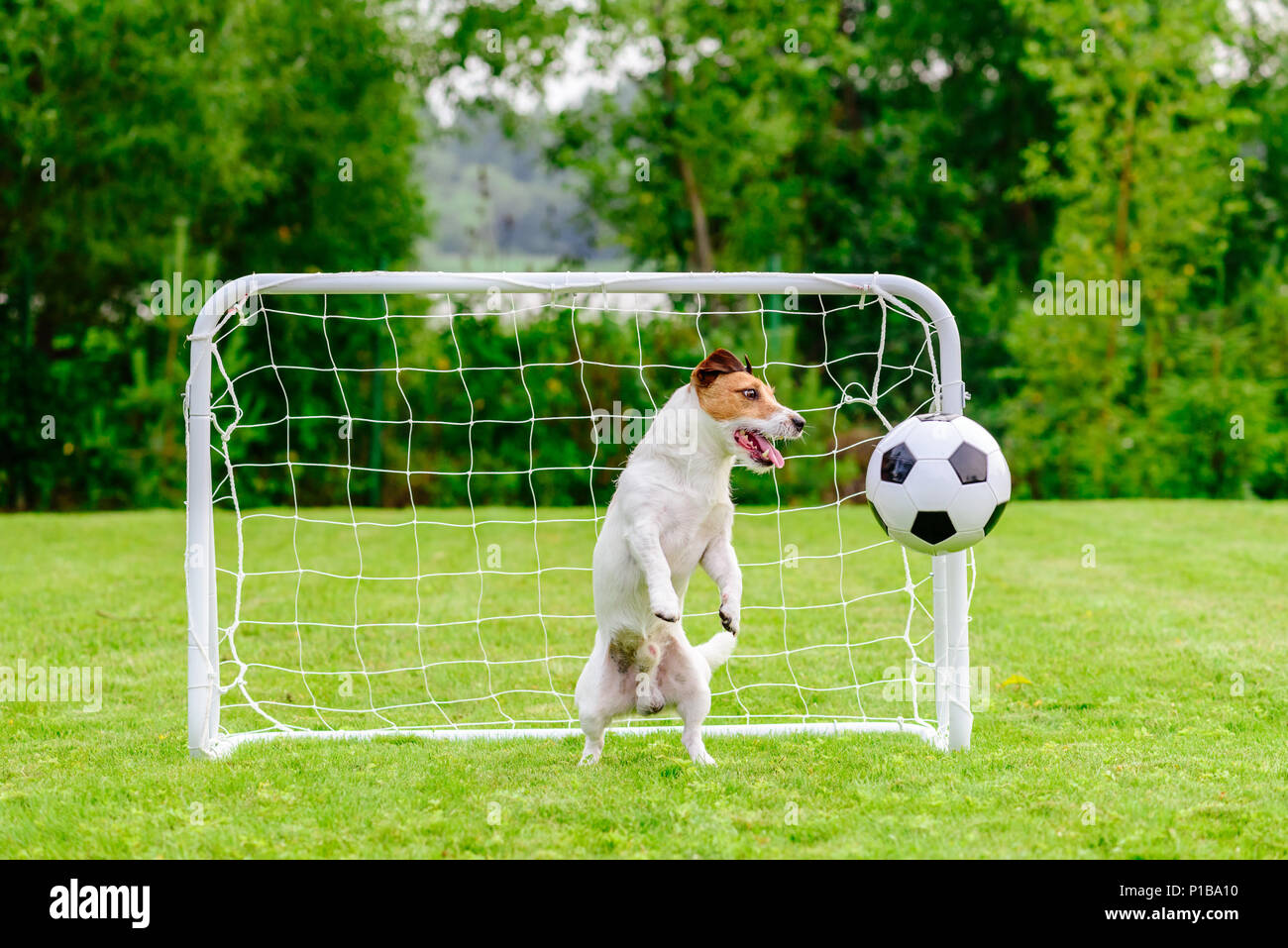 Dog as amusing football (soccer) player saves goal Stock Photo