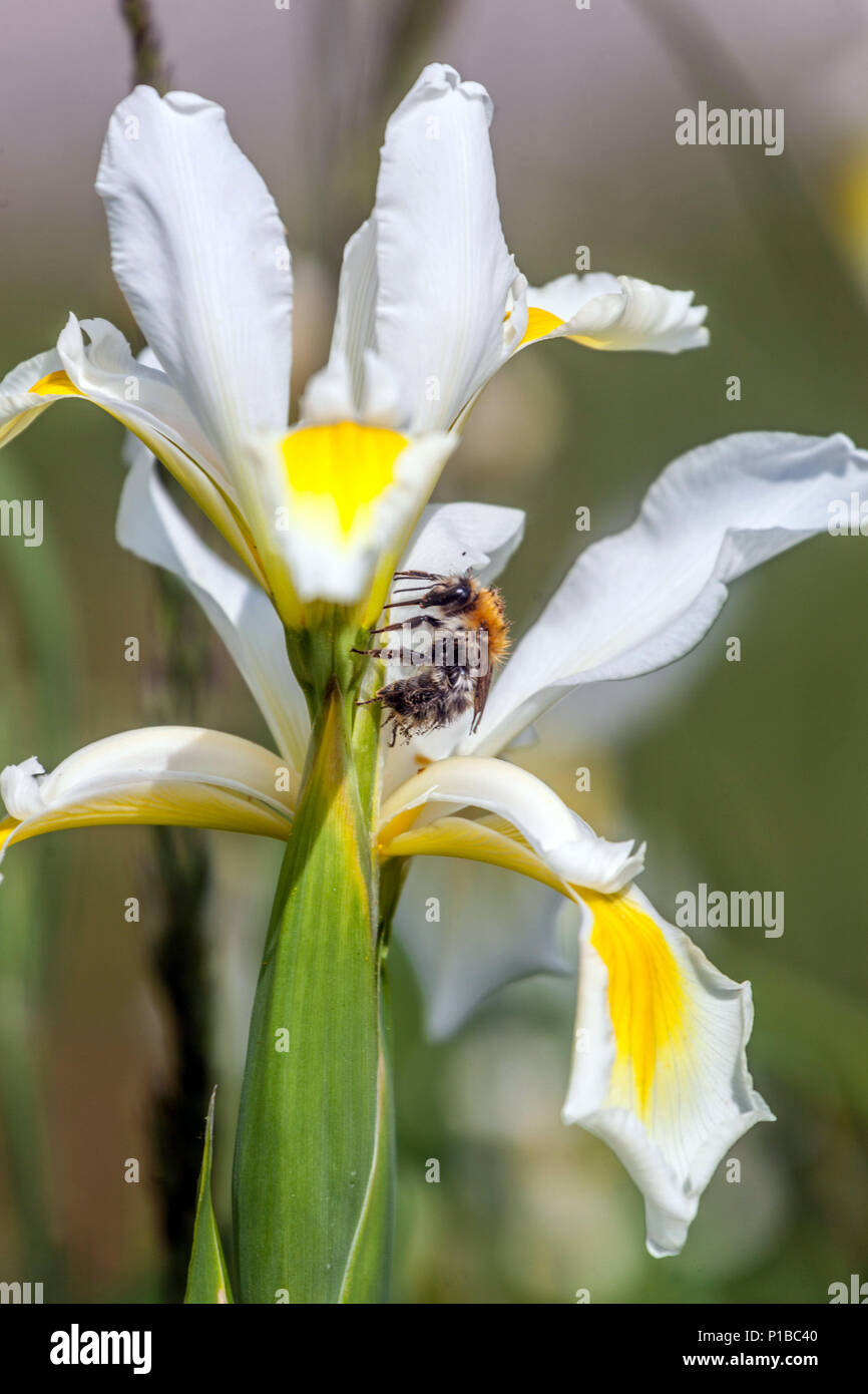 Iris orientalis, bumblebee, white iris flower portrait Stock Photo