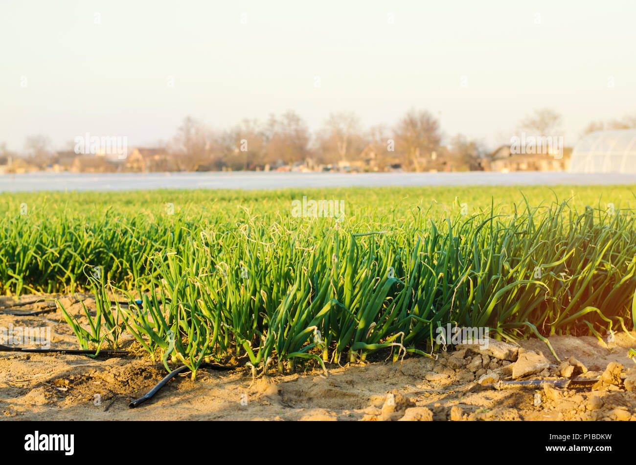fresh young onions grow in the field in rows, agriculture, good harvest, onion seeds, farming
