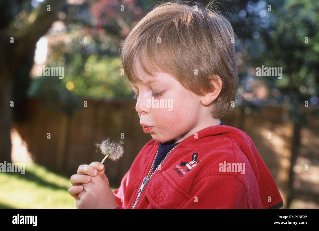 Young boy three years old blowing on a dandelion to tell the time. Stock Photo