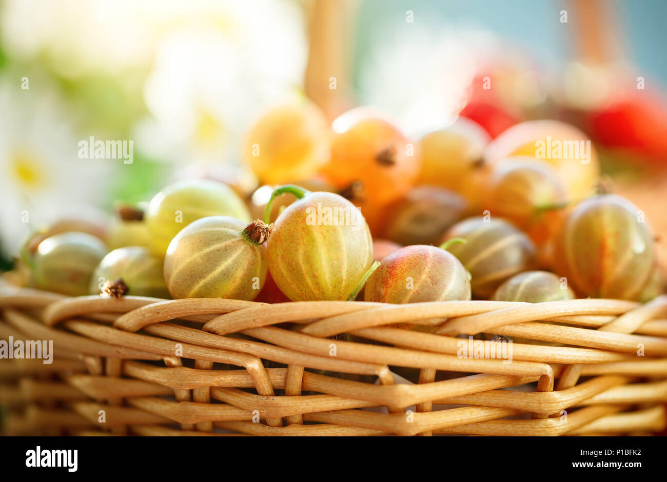 Gooseberry Ripe Ripe gooseberry on a wooden table in the summer garden. Harvest. Summer ...
