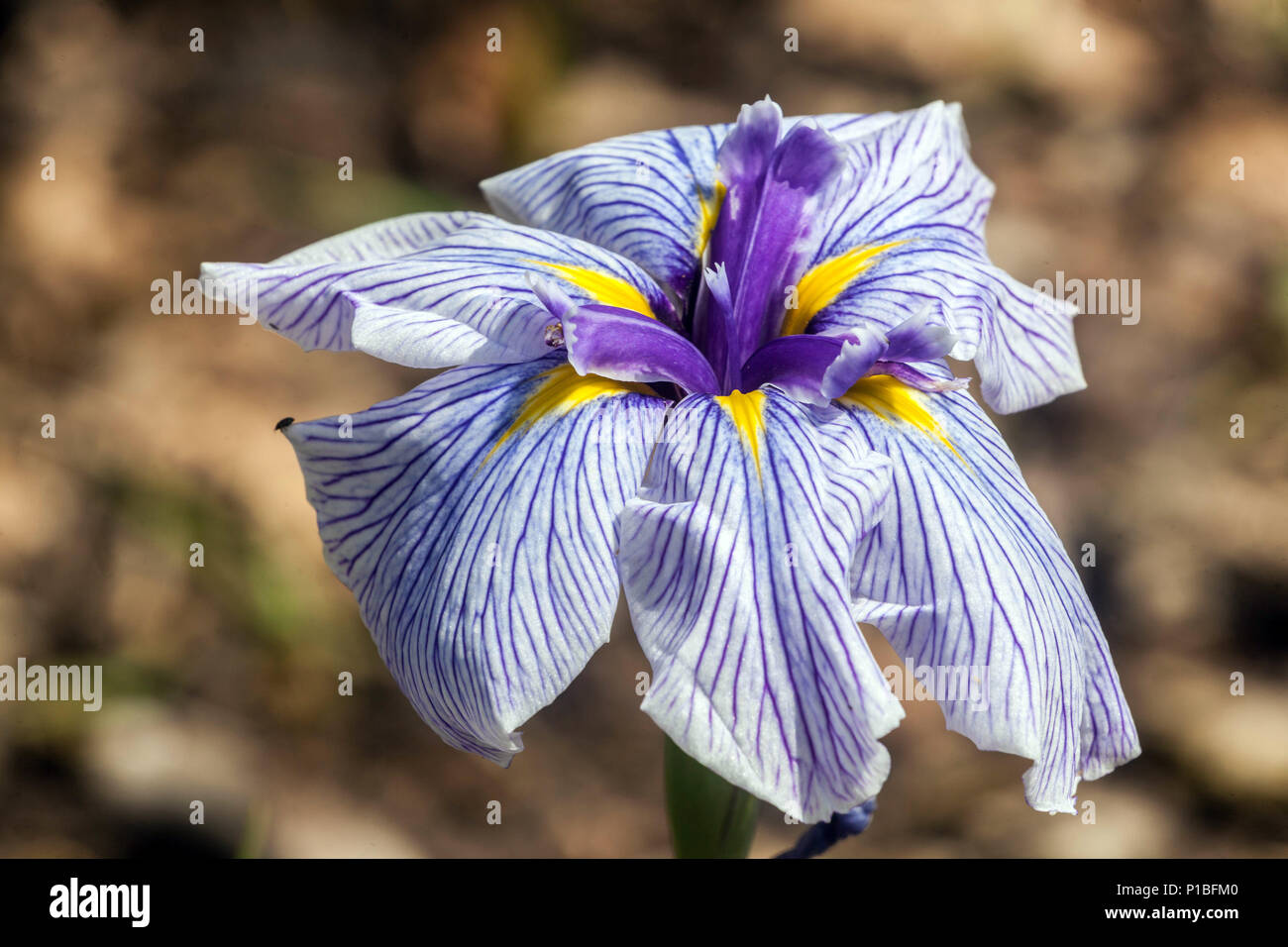 Japanese Iris ensata 'Pink Stripe' Pale Iris flower Stock Photo