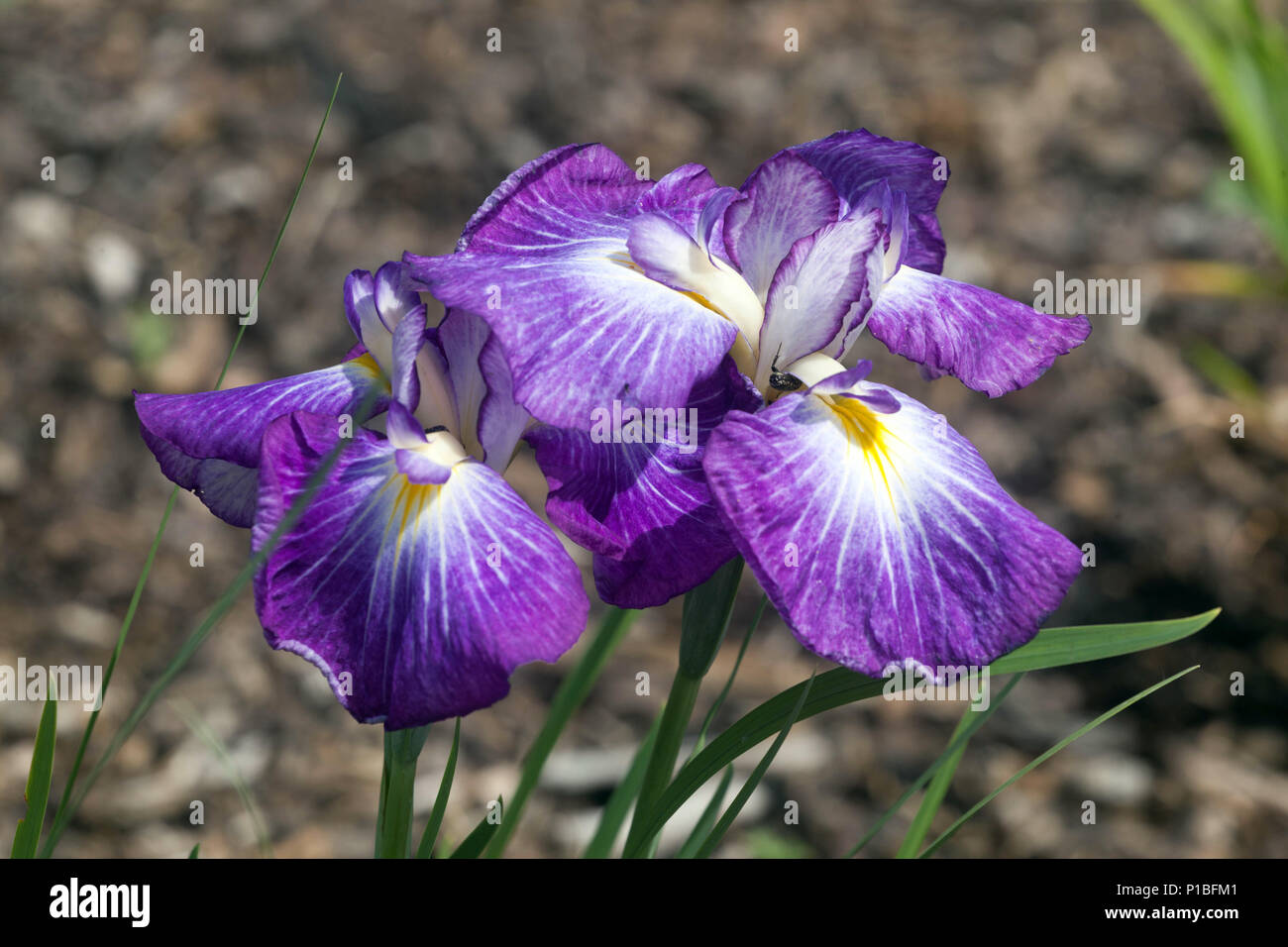 Japanese water Iris ensata flower Iris 'Wonderful Delight' Pusple Irises Stock Photo