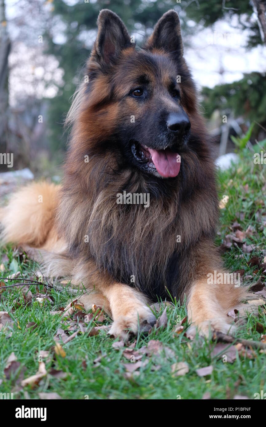 german shepherd long fur