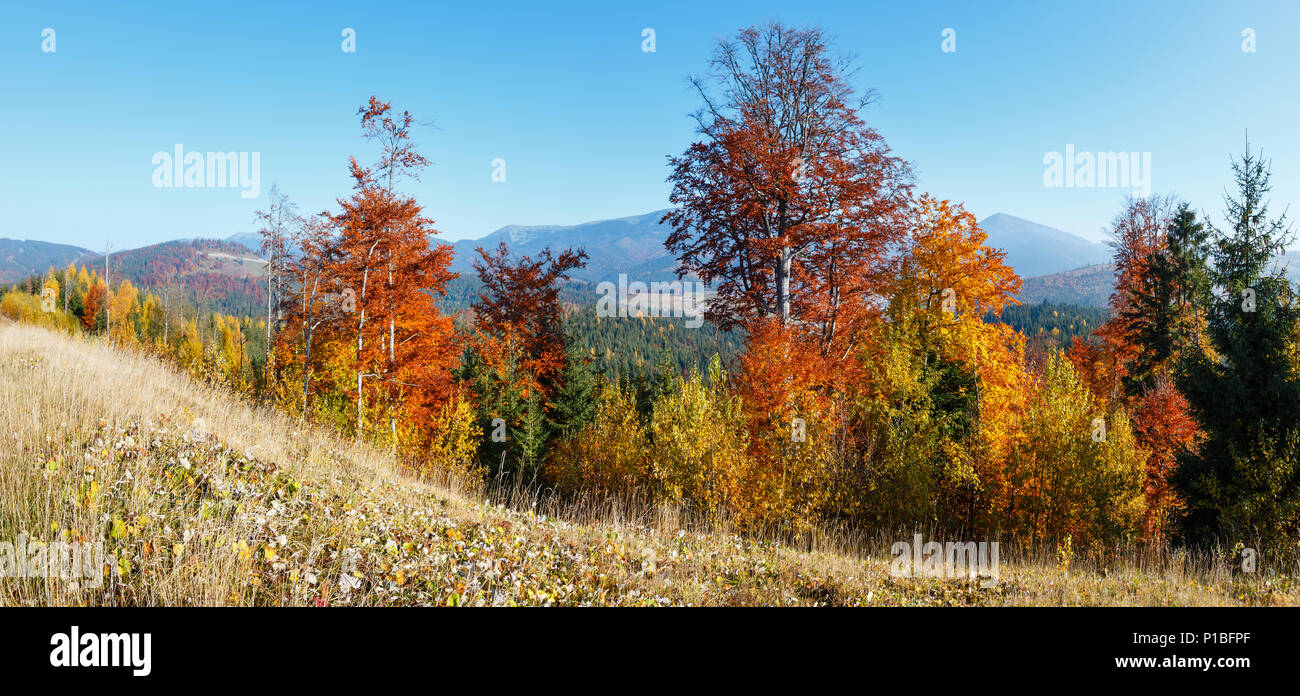 Morning autumn slopes (with colorful trees) of Carpathian mountains panorama (Yablunytskyj Pass, Ivano-Frankivsk oblast, Ukraine). View on Gorgany mou Stock Photo