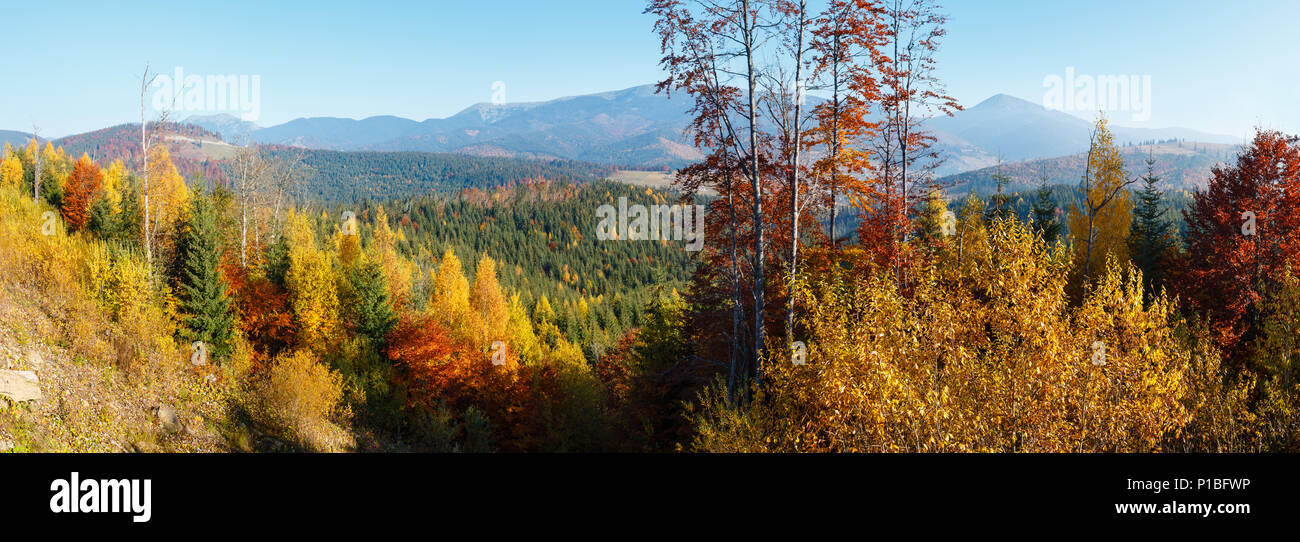 Morning autumn slopes (with colorful trees) of Carpathians (Yablunytskyj Pass, Ivano-Frankivsk oblast, Ukraine). High-resolution panorama of Gorgany m Stock Photo