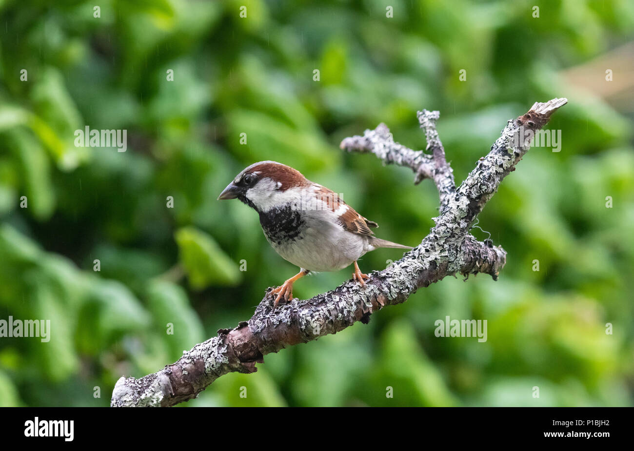 A house sparrow on a branch in a Fife garden. Stock Photo