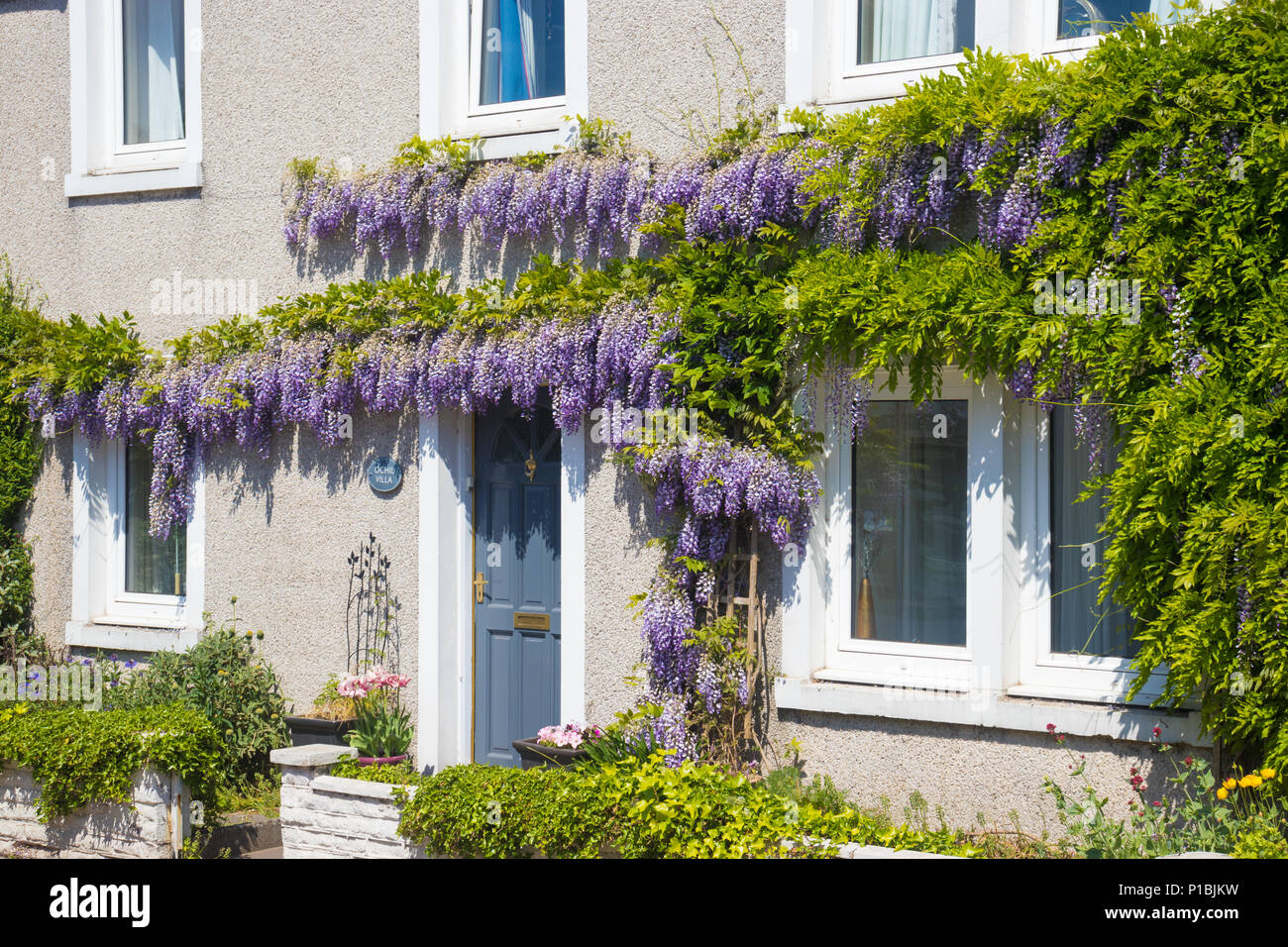 Wisteria climbing over a house front in Scotland. Stock Photo