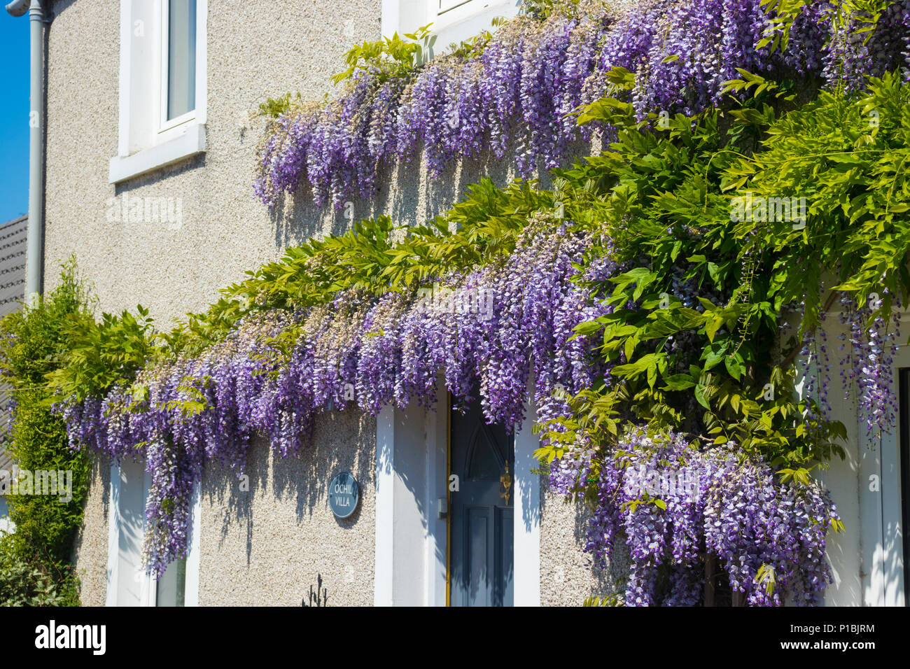 Wisteria over door hires stock photography and images Alamy