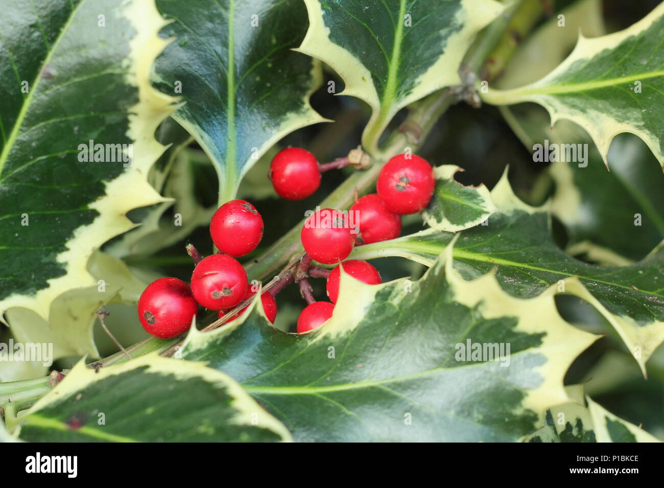 Ilex aquilfolium 'Argentea Marginata'. Silver margined holly displaying winter berries, UK. AGM Stock Photo
