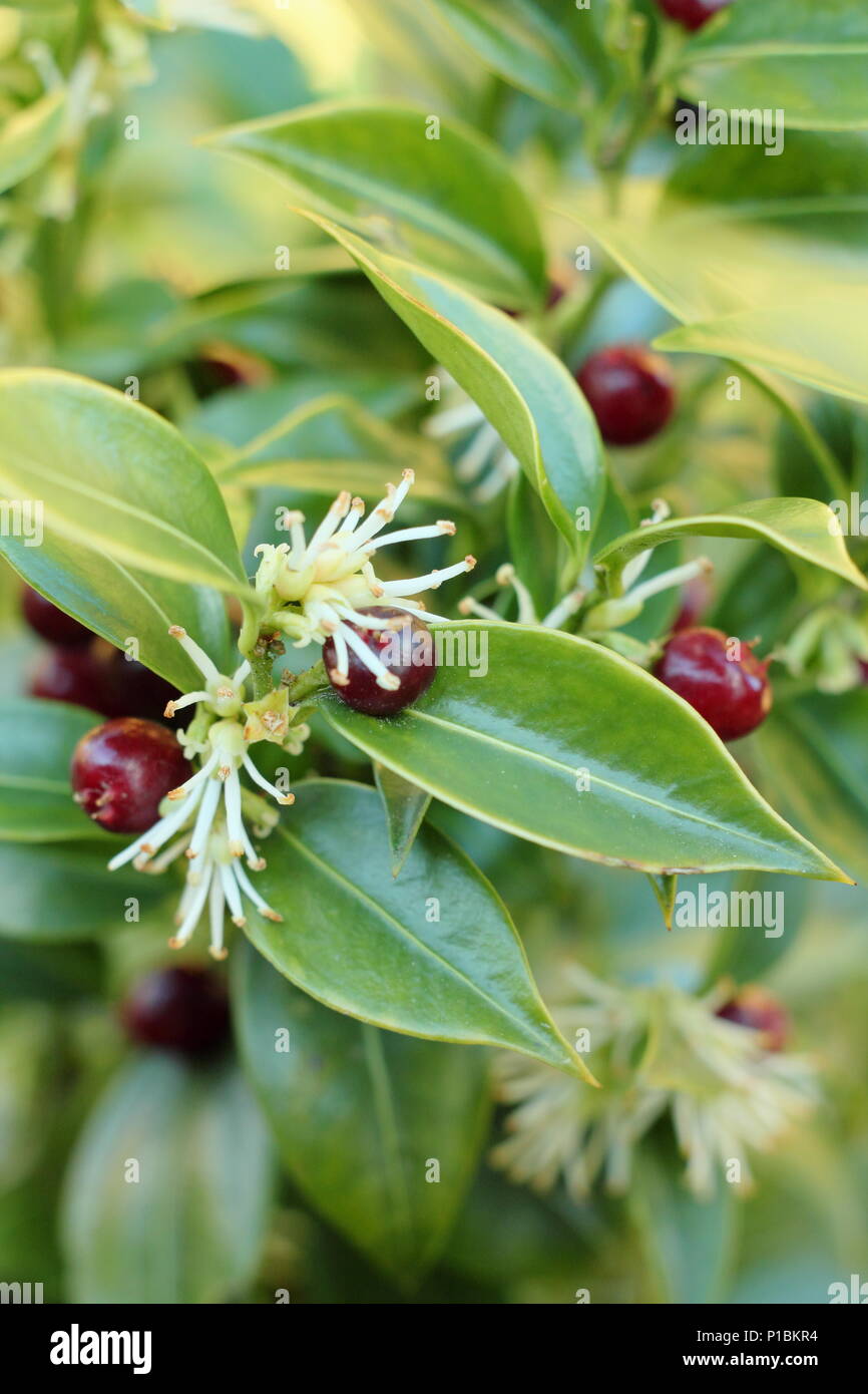 Sweet box (Sarcococca confusa), also called Christmas Box, displaying berries and flowers in a winter garden, UK Stock Photo