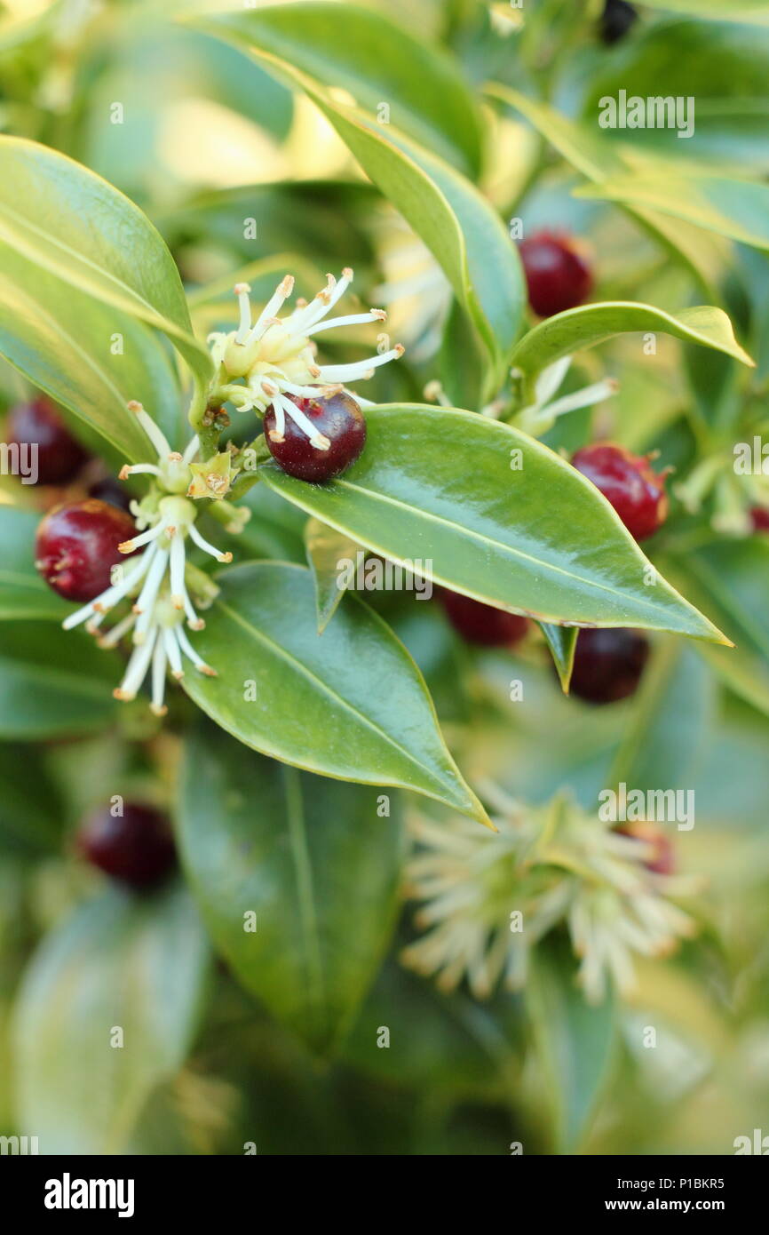 Sweet box (Sarcococca confusa), also called Christmas Box, displaying ...