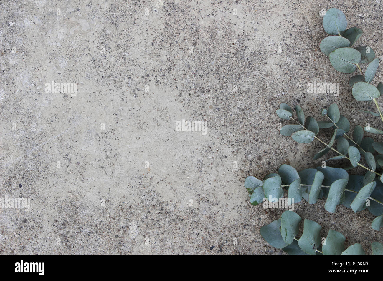 Feminine styled stock photo. Floral composition of Green silver dollar eucalyptus leaves and branches. Grunge concrete background. Flat lay, top view. Empty space. Stock Photo