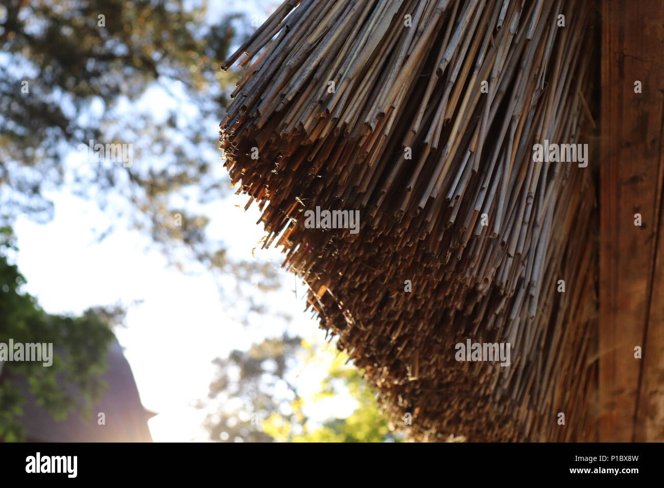 Thatched roof with forest in the background Stock Photo