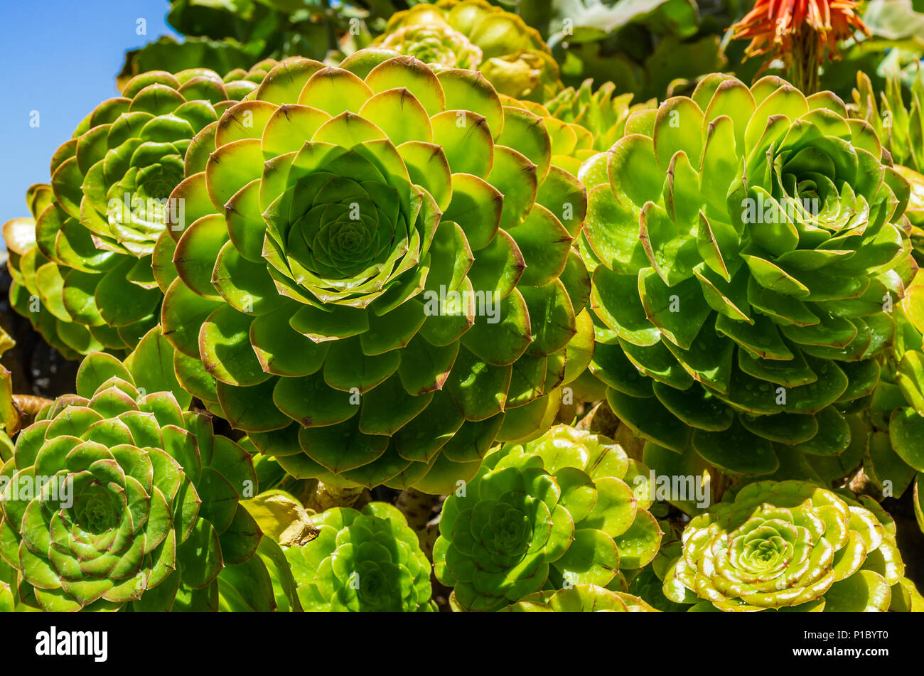 Close-Up of succulent plants, Aeonium arboreum, La Palma Stock Photo