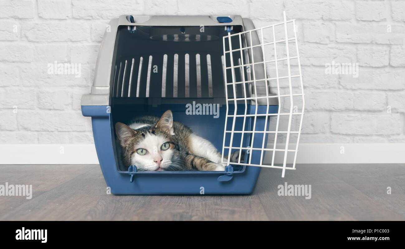 Old tabby cat lies in a travel crate Stock Photo Alamy