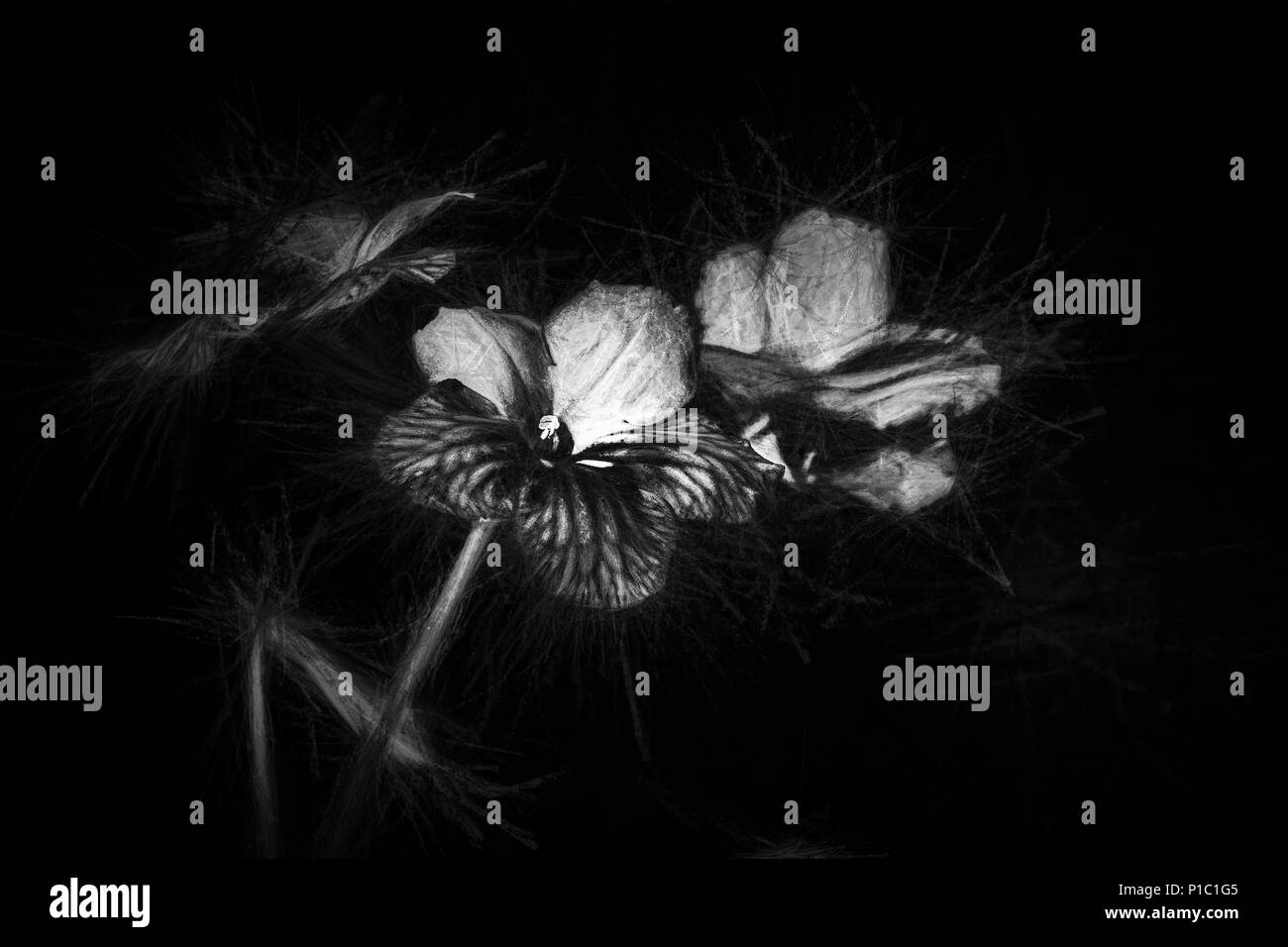 Streptocarpus meets black and white. Stock Photo