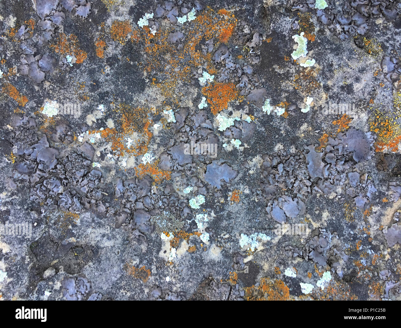 A beautiful texture of living and dying lichen growing on a limestone rock at Dewey Nelson State Park in Wisconsin. Stock Photo